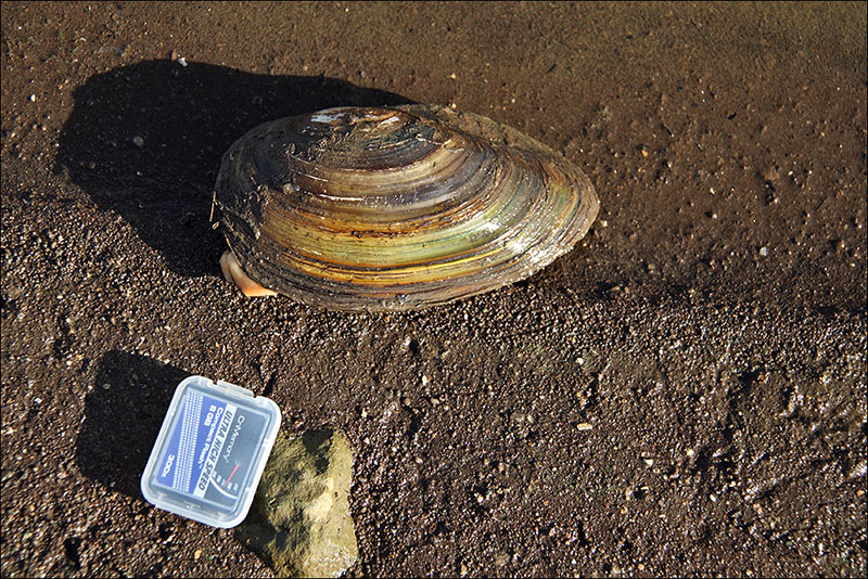 Bivalve d''acqua dolce: Anodonta  cygnea